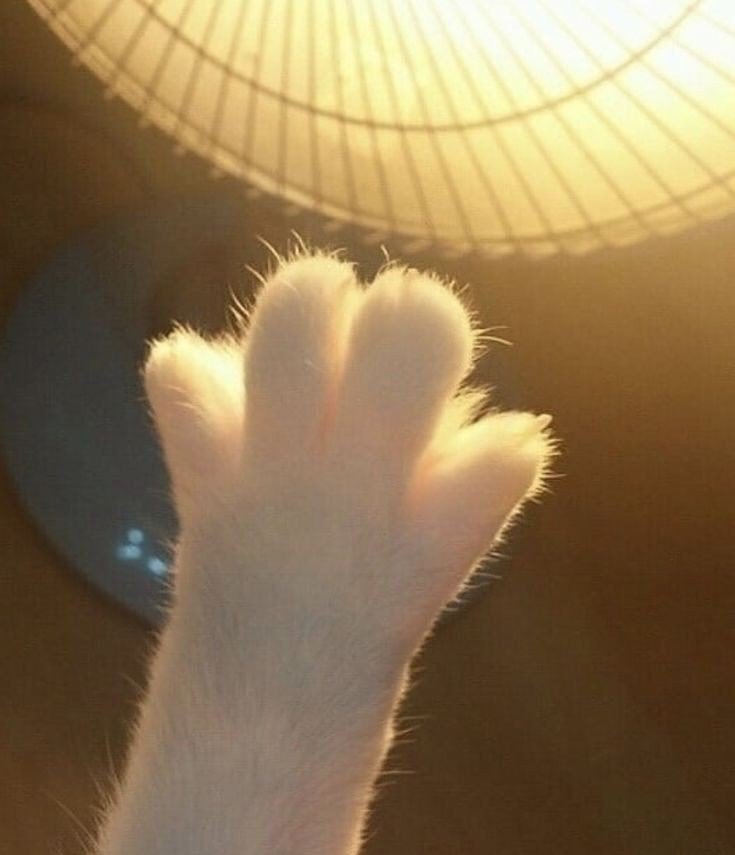 มังจุ้ด