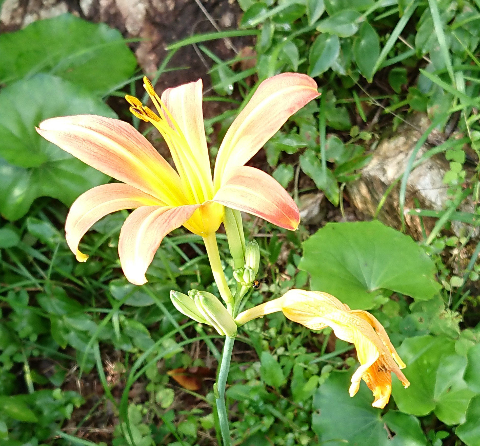 たてしま 羽生クラスタ植物部 ノカンゾウ ワスレグサ属 ユリに似た花でオレンジ色の花弁に中央から放射状に黄色い筋が入る 海岸に咲くのはハマカンゾウ ヤブカンゾウは八重咲き 万葉集にも記述がある古くから馴染みのある花 野菜の金針菜は同族の