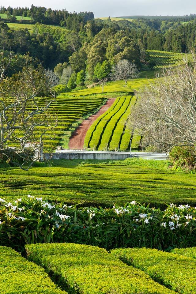 JorgeCarmo9's tweet image. #Azores #Portugal #Tea #Coffee #Foodies ☀️☕️😋 NY Times: In the Azores, the Menu Includes Coffee, Tea and Tradition. There’s #wine and #cheese too, in these remote islands in the Atlantic Ocean. Here’s where to get a taste of the past — and present: nyti.ms/2ofGd2f