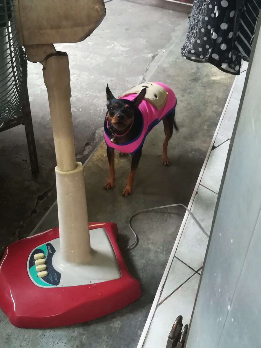 Nifur7's tweet photo. Sale race ces #pinscher maléfique @MrQuaRate pas pu le touiller et fait même peur au #monkey #Thaïlande #lopburi #quartweet https://t.co/7gRtnbragz