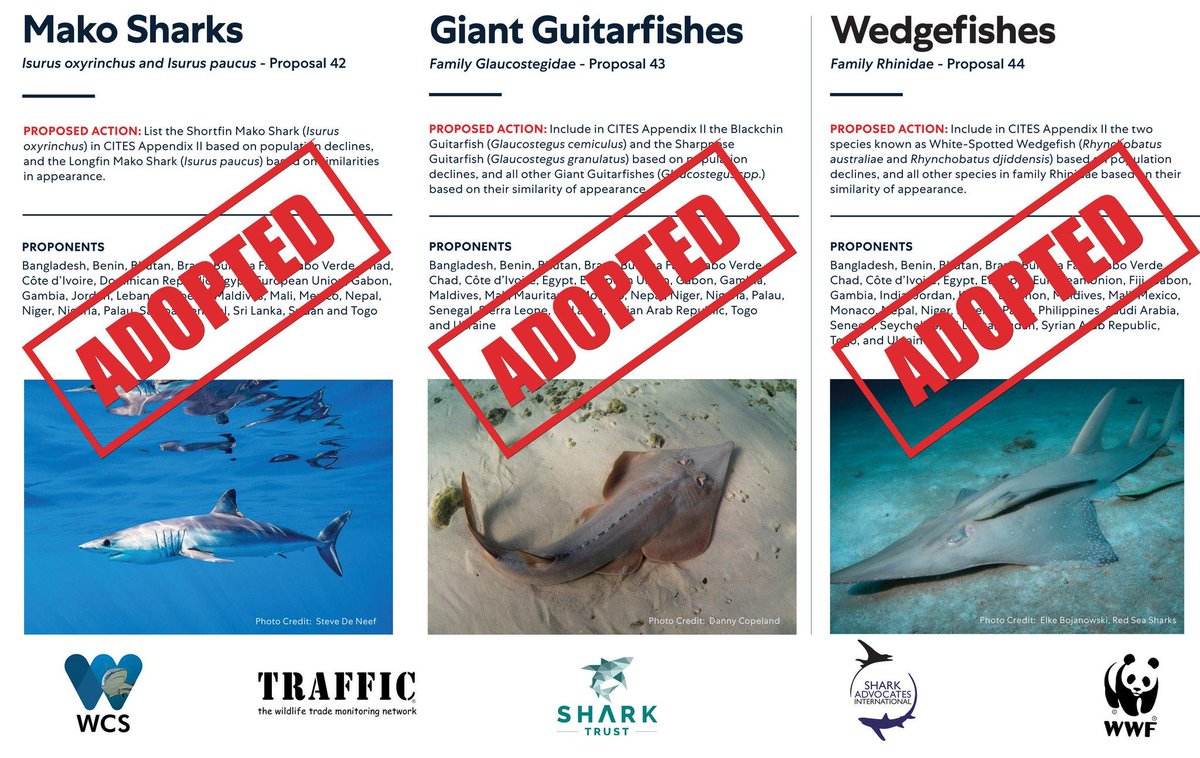 More #OceanOptimism stories today!
All #RhinoRays (#Wedgefish and Giant #Guitarfish) and #Mako #Sharks have been granted protection from international trade under #CITES Appendix II! 
Excellent news for these highly threatened species.
Infographic: @SharkTrustUK