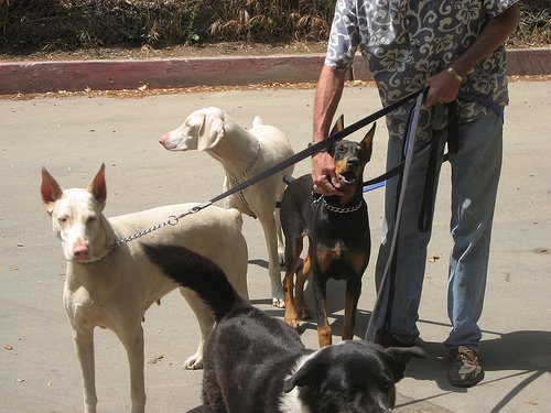 アルビノ メラニズム図鑑 アルビノのドーベルマン 全身が真っ白の犬のドーベルマン 瞳の周りと鼻の部分がピンクを帯びた色をしています 別名 ホワイト ドーベルマン と呼ばれています アルビノ メラニズム図鑑 アルビノのドーベルマン 全身が真っ白の犬のドーベルマン 瞳の周りと鼻の部分がピンクを帯びた色をしています 別名 ホワイト ドーベルマン と呼ばれています