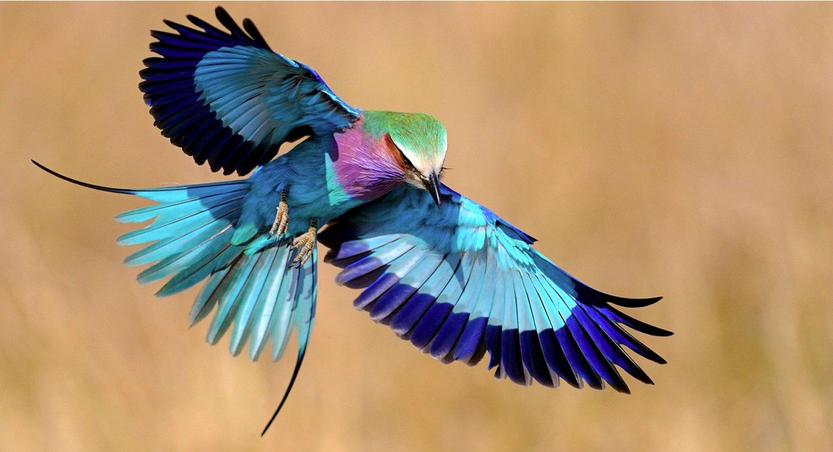 Gratitude DNA tweet media