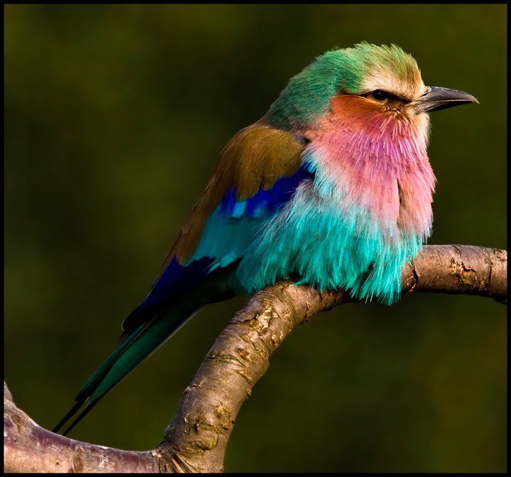 Gratitude DNA tweet media