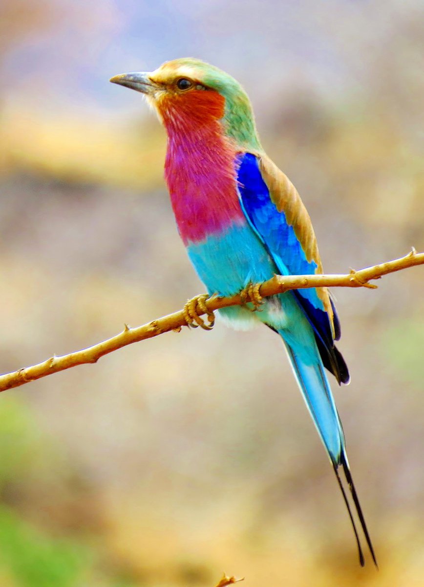 Gratitude DNA tweet media