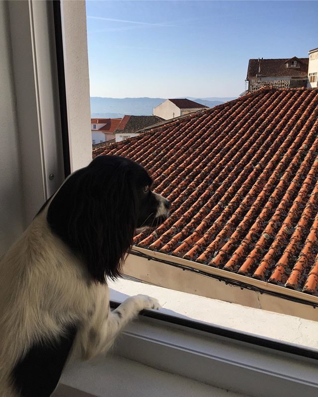 gwynverysmall's tweet image. Good morning Covilhã!

#window #windowdog #springalier #covilha ift.tt/2HvV7LC