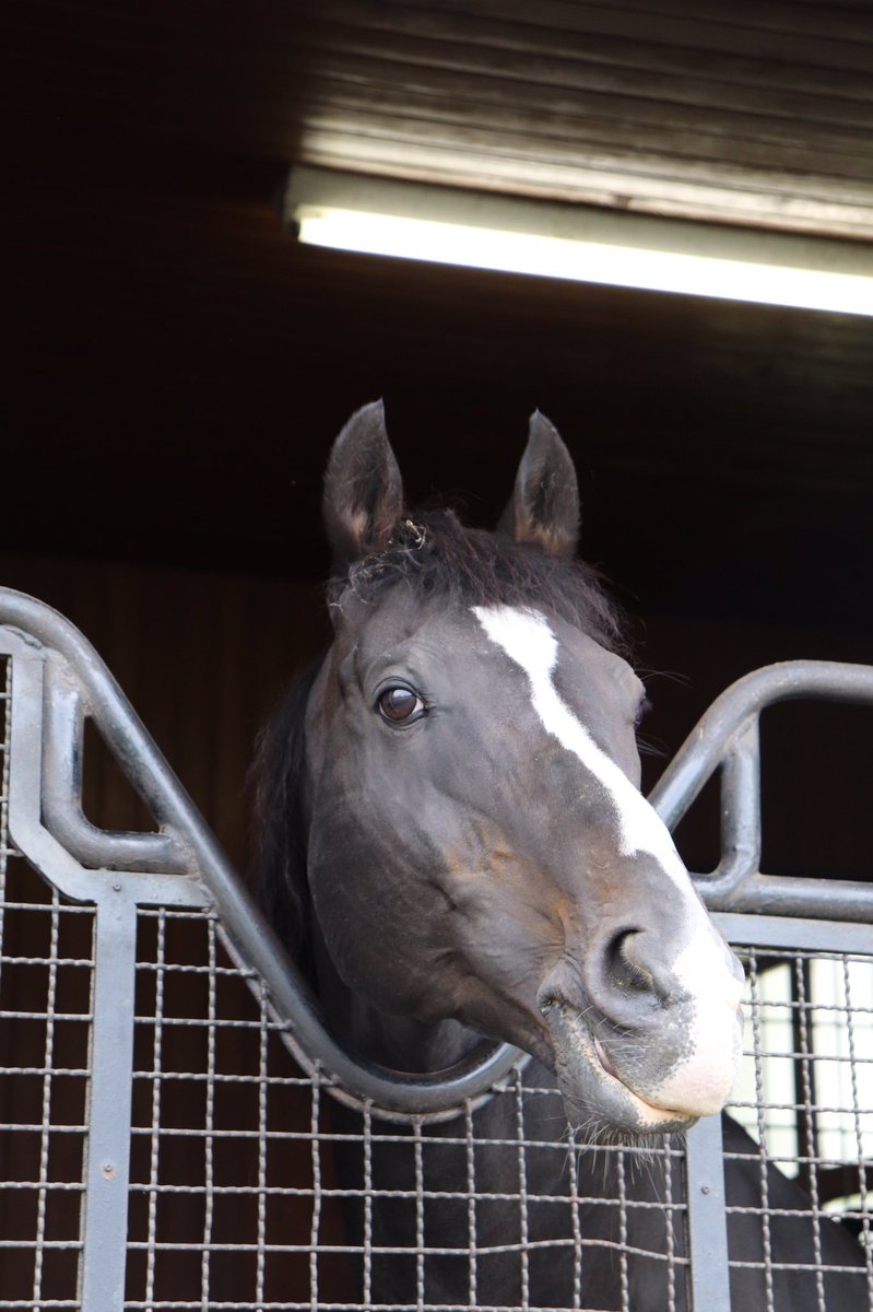 尚 Almondeye ディープインパクト の兄 ブラックタイド に会ってきました イケメンでかっこいい ブリーダーズスタリオンステーション