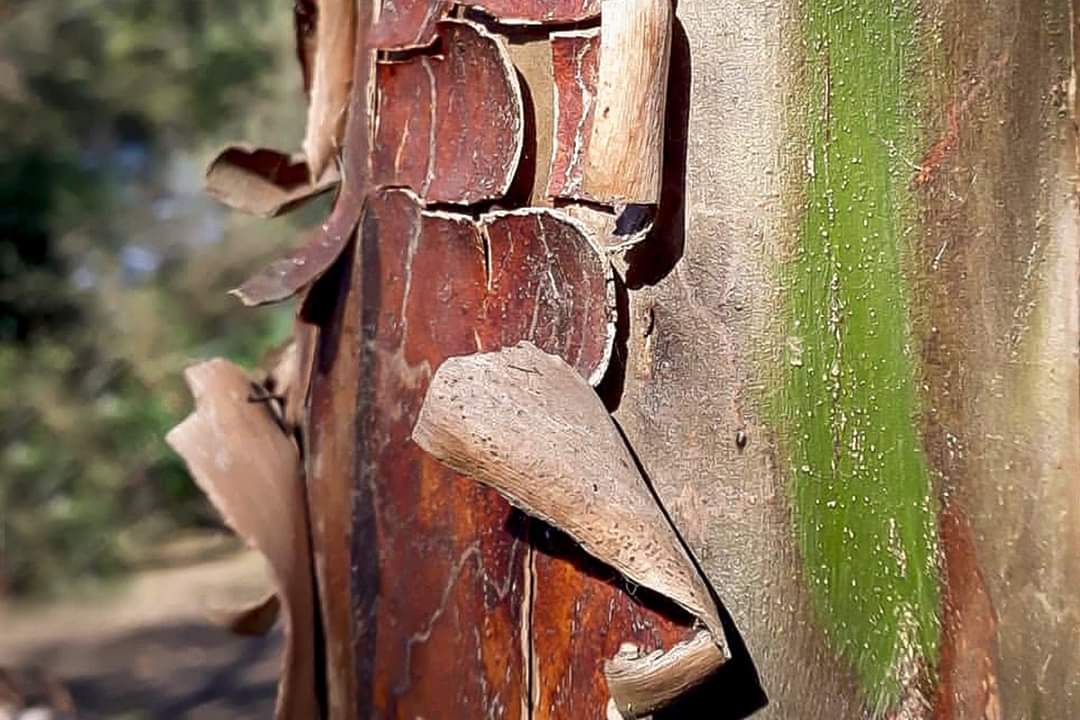 iifa_chaco's tweet photo. 👉SemanaDelÁrbol - #Chañar 🏵🌳
Conocé algo sobre la especie 👇 https://t.co/L3htwNBwUb https://t.co/8MvRIb9hjx