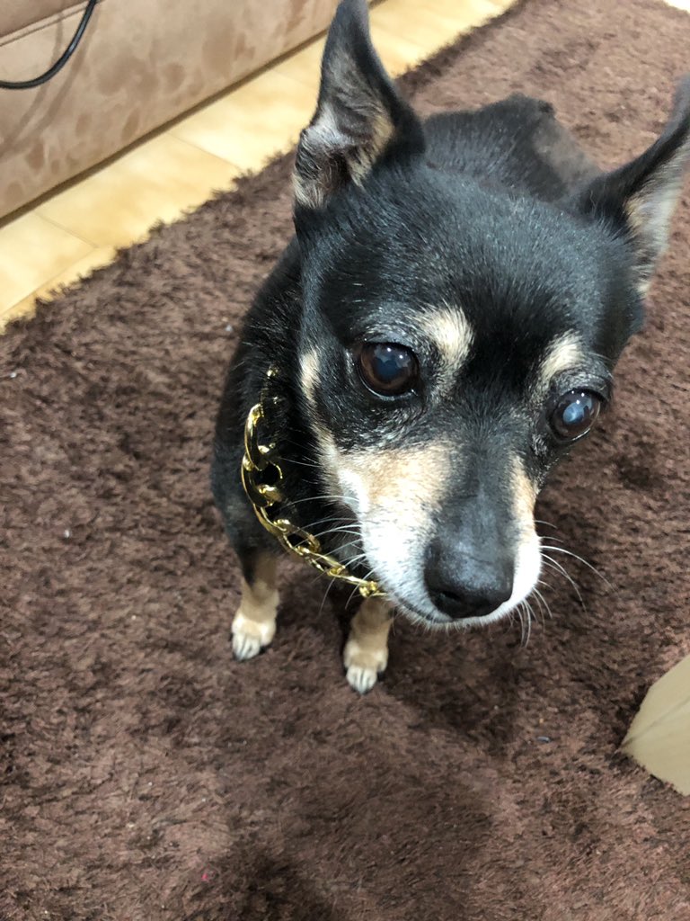 Conkaface's tweet photo. why does my dog look like she’s about to drop the hottest album of 2019 https://t.co/mLuhh9kN9Q
