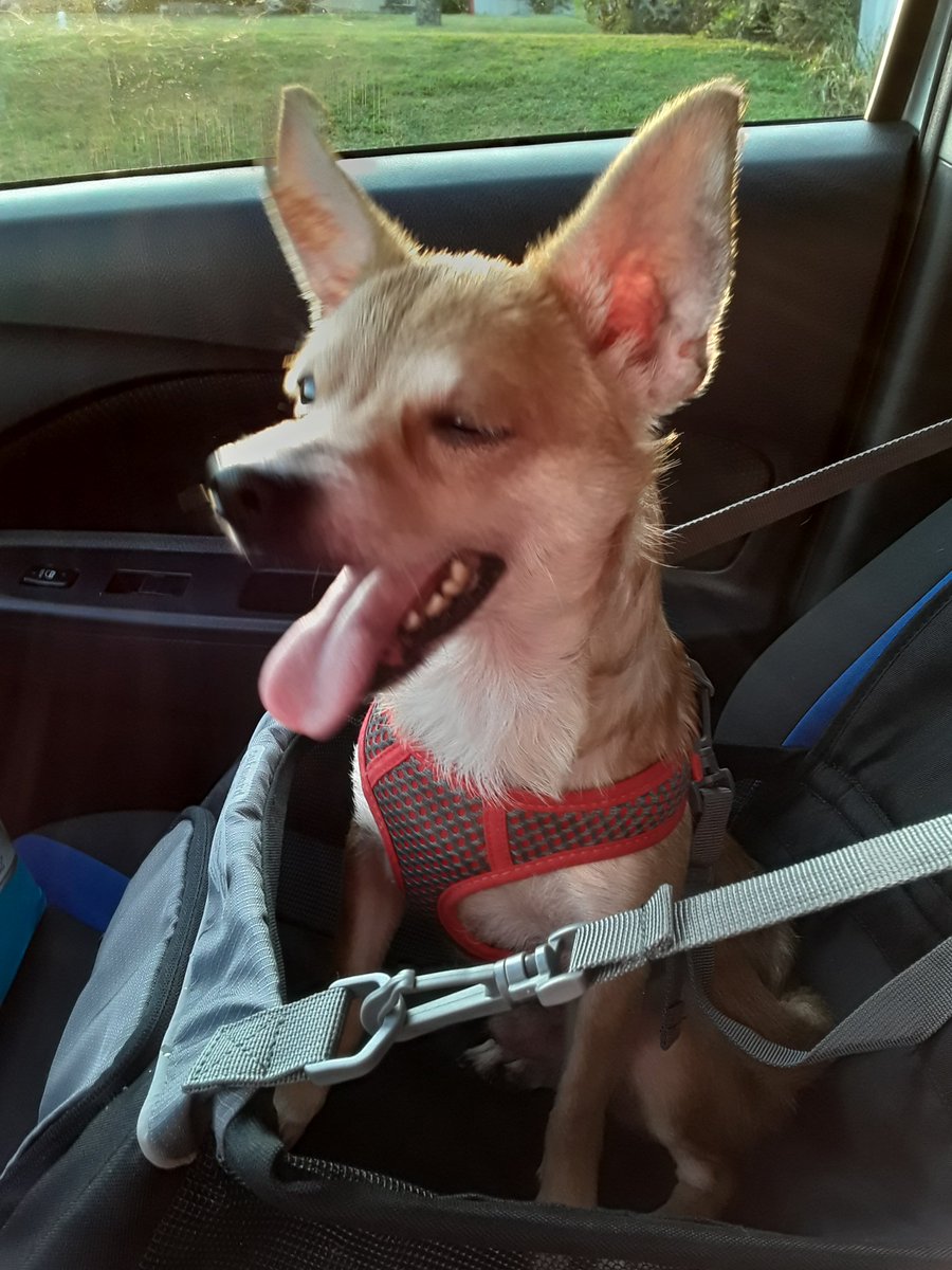 Widgetts's tweet image. Mr Peanut helped me clean the car today.  Now we going to dairy queen for a pup cup