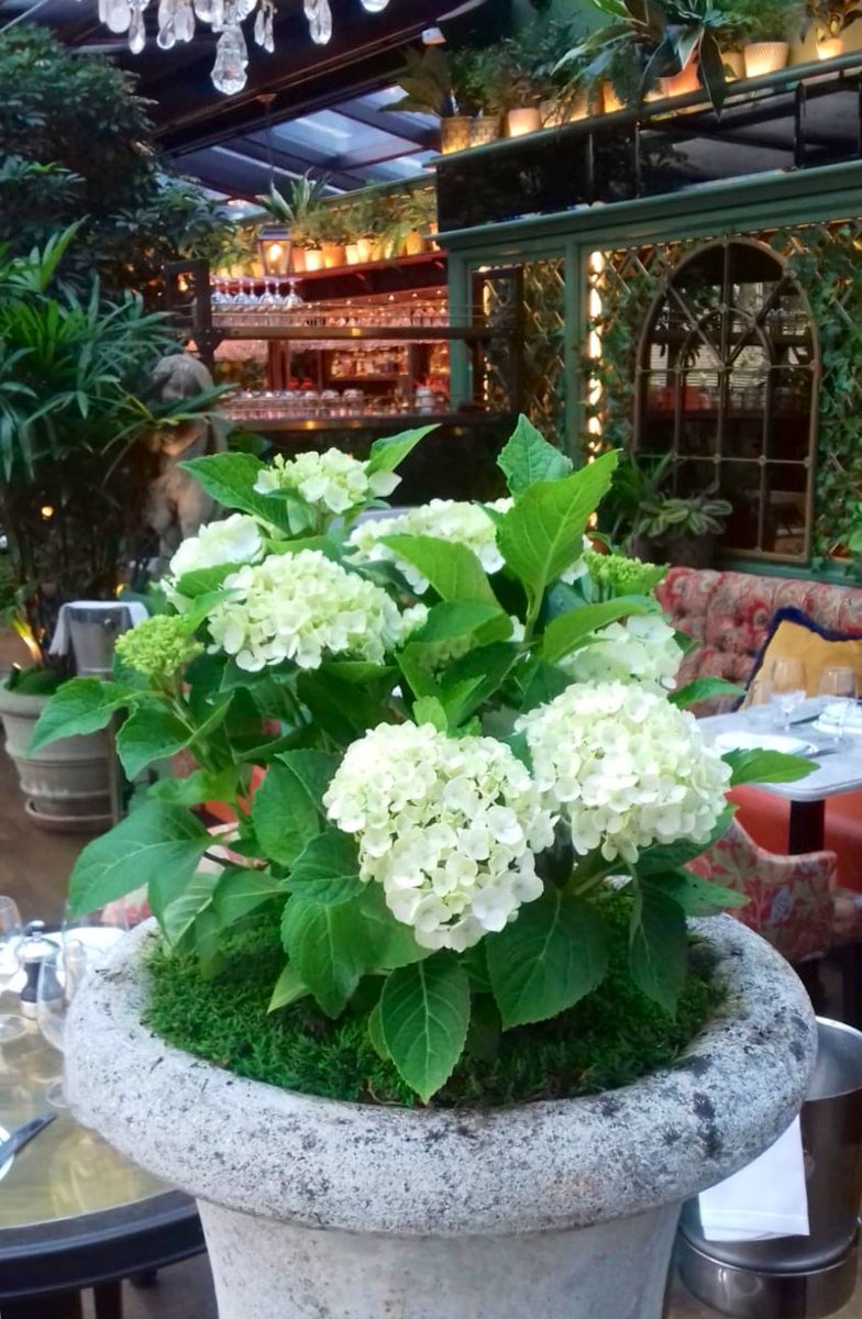 iwantplants's tweet photo. An aged urn, #whitehydrangeas and a moss top dressing.
Beauty in simplicity 💚
Early morning #plantmaintenance at #TheIvy @Spinningfields #manchester 

#iwantplants #cheshire https://t.co/6r03syLC5Y