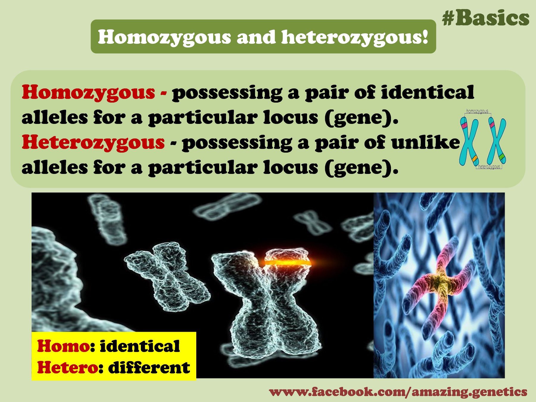 Homozygous And Heterozygous Examples