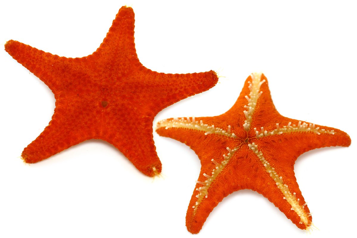 ゆうじ Sur Twitter 週末に磯に行くことだけを希望に月末を何とか乗り切ろうとしてるんですけど 週末も天気悪いな ཀ 雨の週末とか高知県にはイオンモール以外に行くとこないぞ 高知市近郊の磯で見つけたよくわからないけど派手なヒトデ貼っておきます