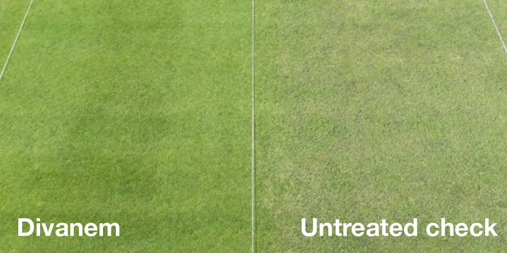 SyngentaTurf's tweet photo. The Divanem spot treatment rate can provide improved #turfquality against Anguina nematodes. https://t.co/5MzVb4foP4
#Time4Divanem #nematodeknowledge #turflife https://t.co/phrDMy14y7