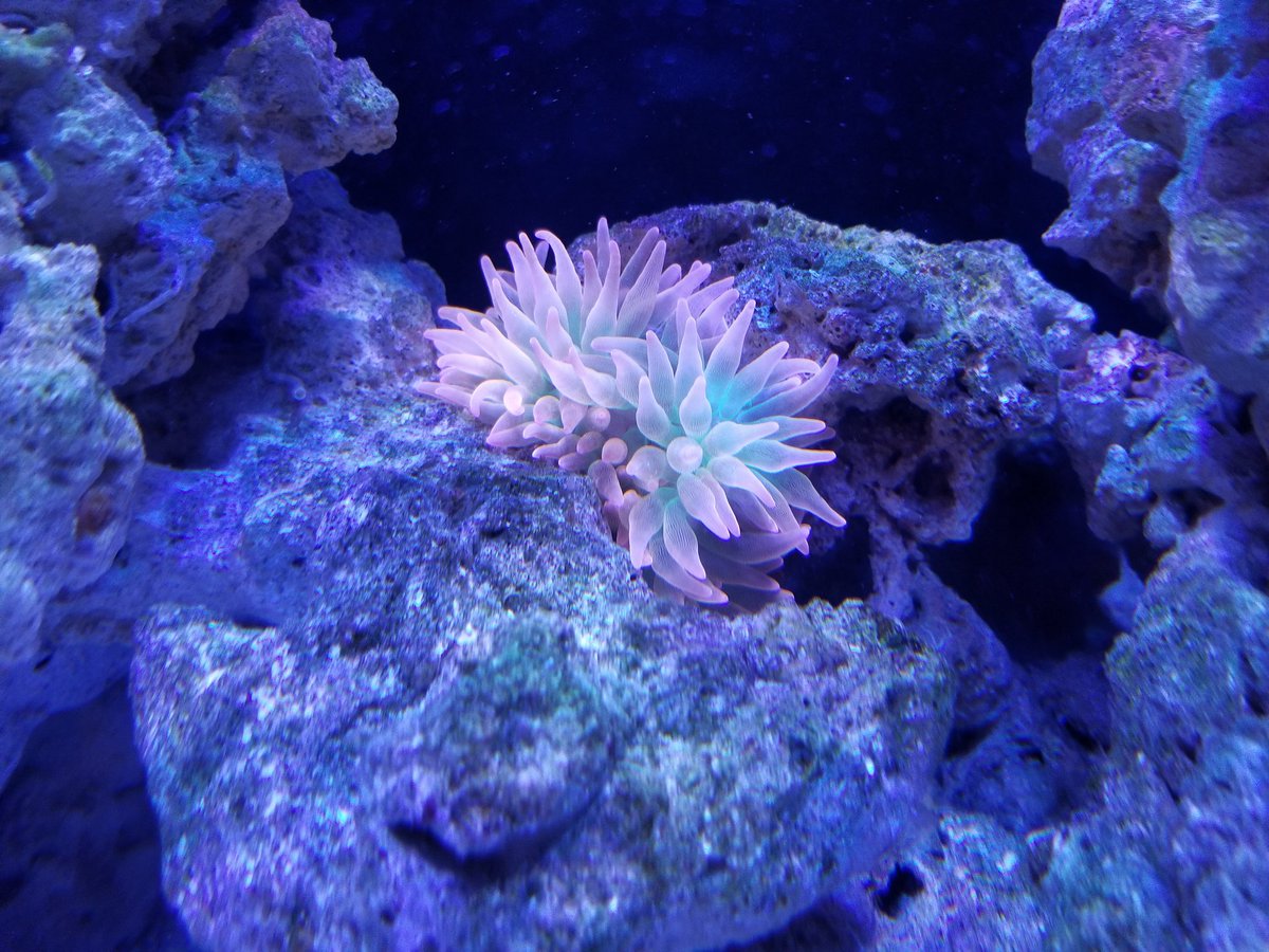 BriansAquariums's tweet photo. I hope I dont regret putting the nem here. I hope he does not go too crazy walking around. #seaanemone #bubbletipanemone #BTA #nanoreeftank #coralreeftank https://t.co/CZCk4GrLTa