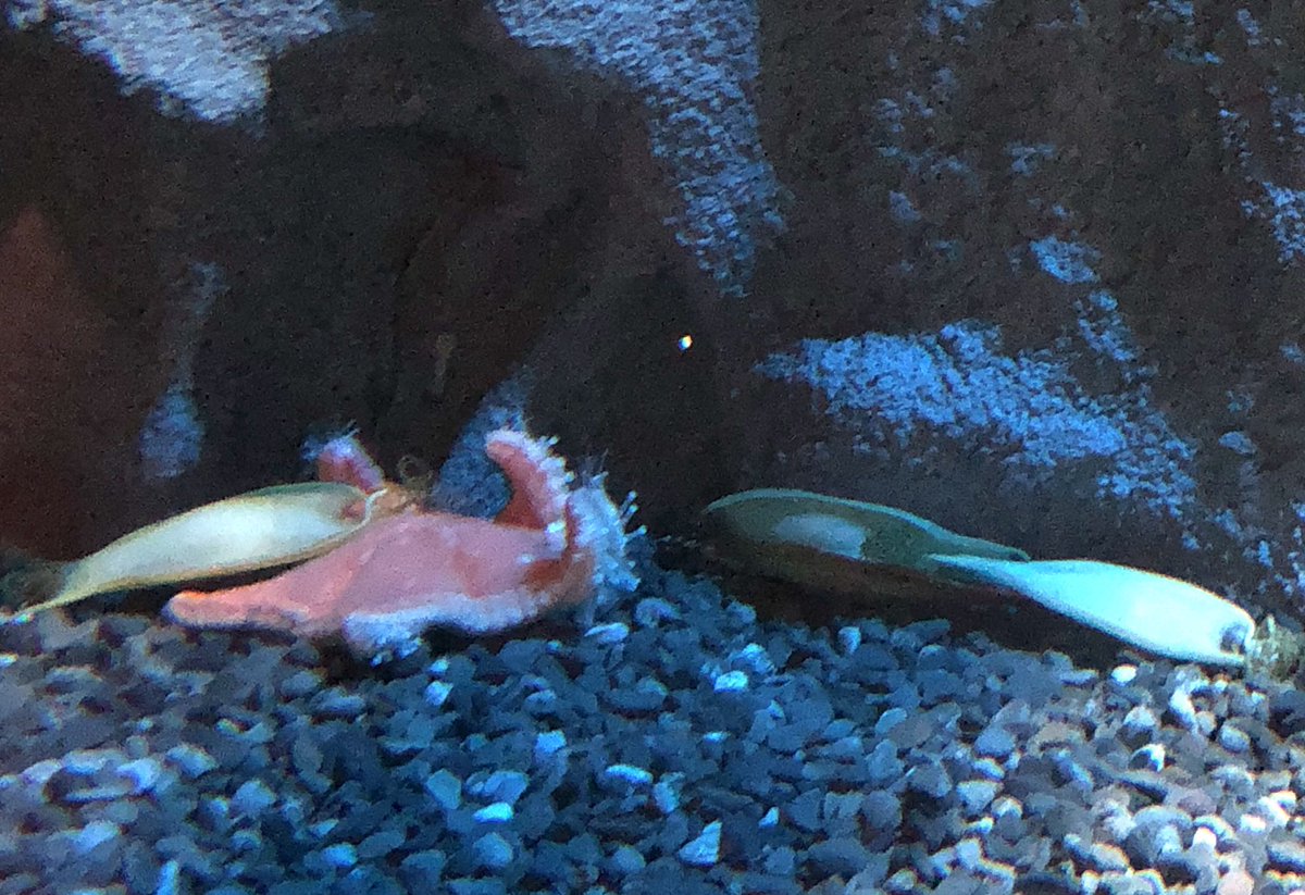 Egps サメ描く奴 على تويتر イヌザメ卵とイヌザメとナヌカザメ卵とナヌカザメ 限界