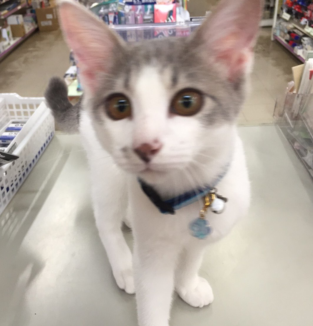 ねこが店長の文具店万年堂 A Twitteren 店長シマ子とバイトはる君の商品紹介コーナー デビカさんの指サック メクリボン お仕事中も 指先かわいい リング型の指サック 収納にも使える簡易ハート型ケース入り リング型って抜けやすいのですが これはたくさん