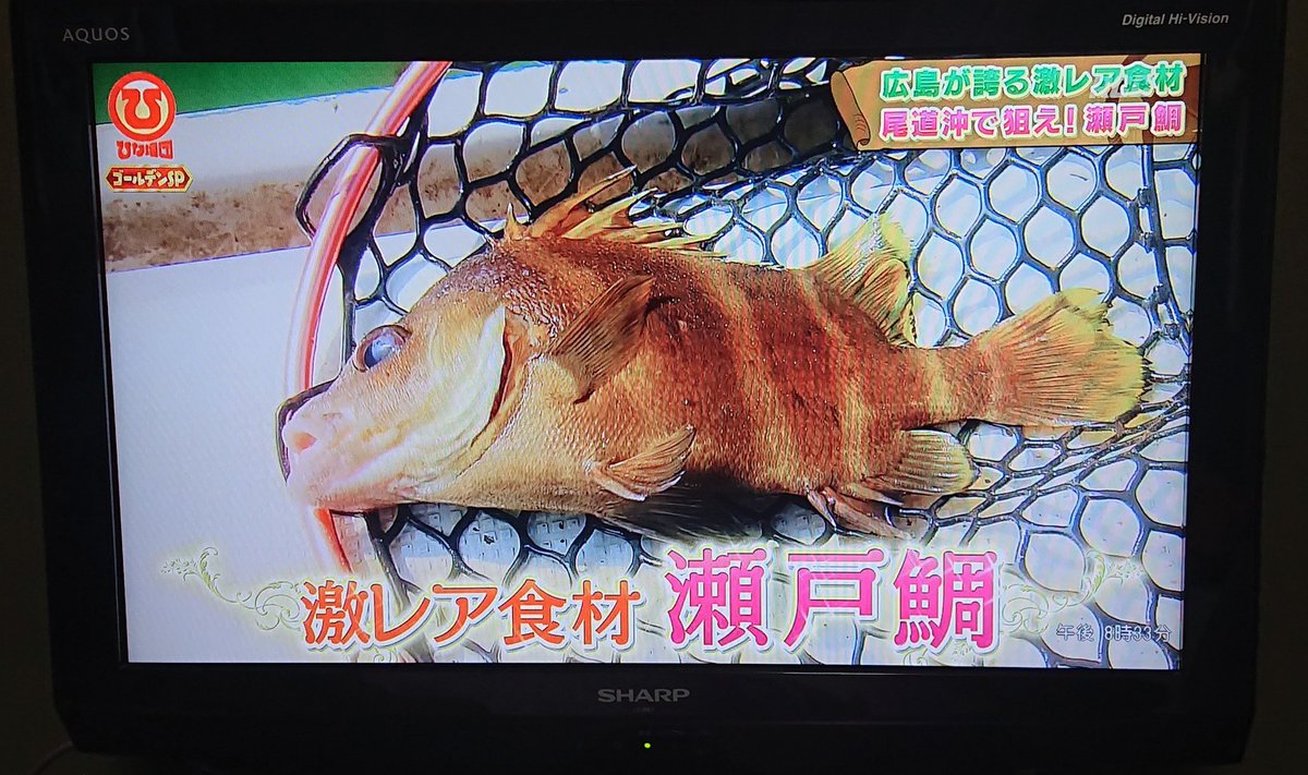 セトダイ