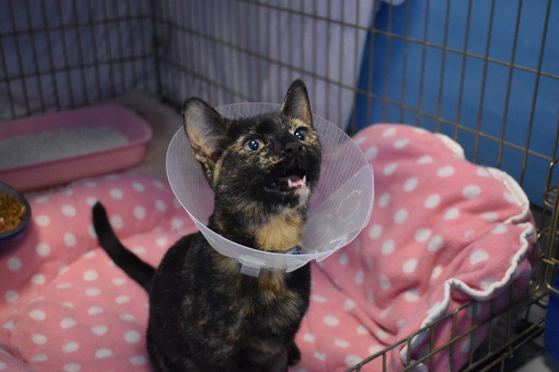 This Cat Fell 11 Floors &amp; Lived to Tell the Tail totalcat.co.uk/this-cat-fell-…