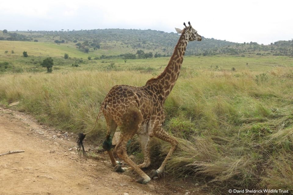 SheldrickTrust's tweet photo. Swift action saves speared giraffe in the Masai Mara when the SWT/KWS Mara Mobile Vet Unit came to the aid of an injured female last week. Learn more about our Veterinary Initiatives at: https://t.co/wZtE9C8lsa https://t.co/OFPemSW2OC