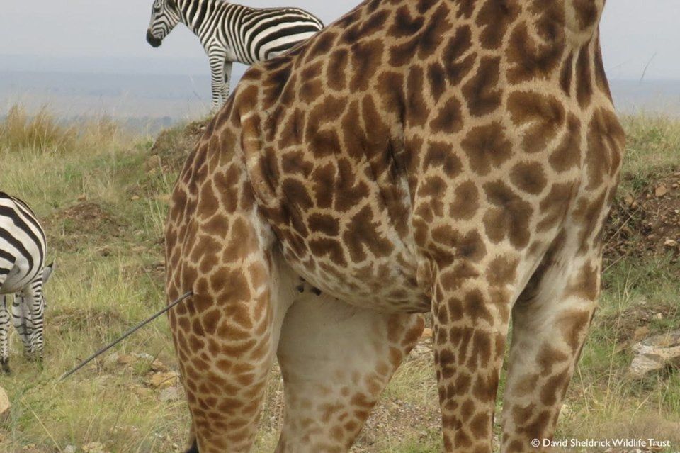 SheldrickTrust's tweet photo. Swift action saves speared giraffe in the Masai Mara when the SWT/KWS Mara Mobile Vet Unit came to the aid of an injured female last week. Learn more about our Veterinary Initiatives at: https://t.co/wZtE9C8lsa https://t.co/OFPemSW2OC