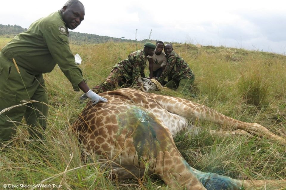 SheldrickTrust's tweet photo. Swift action saves speared giraffe in the Masai Mara when the SWT/KWS Mara Mobile Vet Unit came to the aid of an injured female last week. Learn more about our Veterinary Initiatives at: https://t.co/wZtE9C8lsa https://t.co/OFPemSW2OC