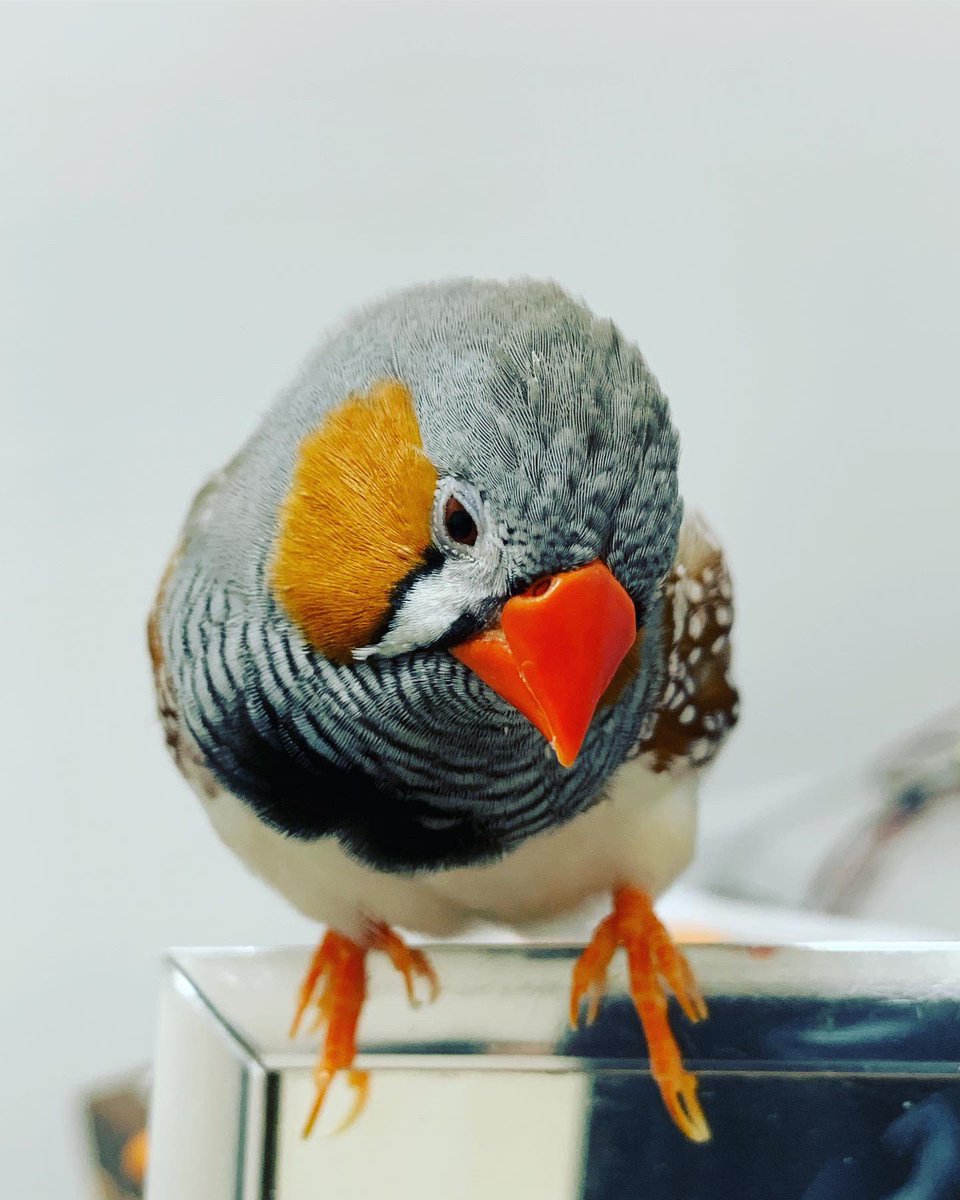 SpiderM47769372's tweet photo. 2019/8/12埼玉県三芳町で迷子になっています。ビラ配り、色々問い合わせましたが連絡がありません。保護してもらえていると信じてます。よろしくお願いします。
キンカチョウ:1歳半:オス:足に青い輪っかをしています。
#迷い鳥
#キンカチョウ
 #埼玉県 https://t.co/e0Ft2XiiT4