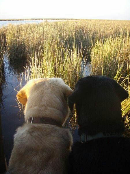 LabredorM's tweet image. “A dog is the only thing on earth thatloves you more than you love yourself.” – ...
.
#labrador #labradorretriever #dog #dogsofinstagram #dogs #cute #DogsofTwittter