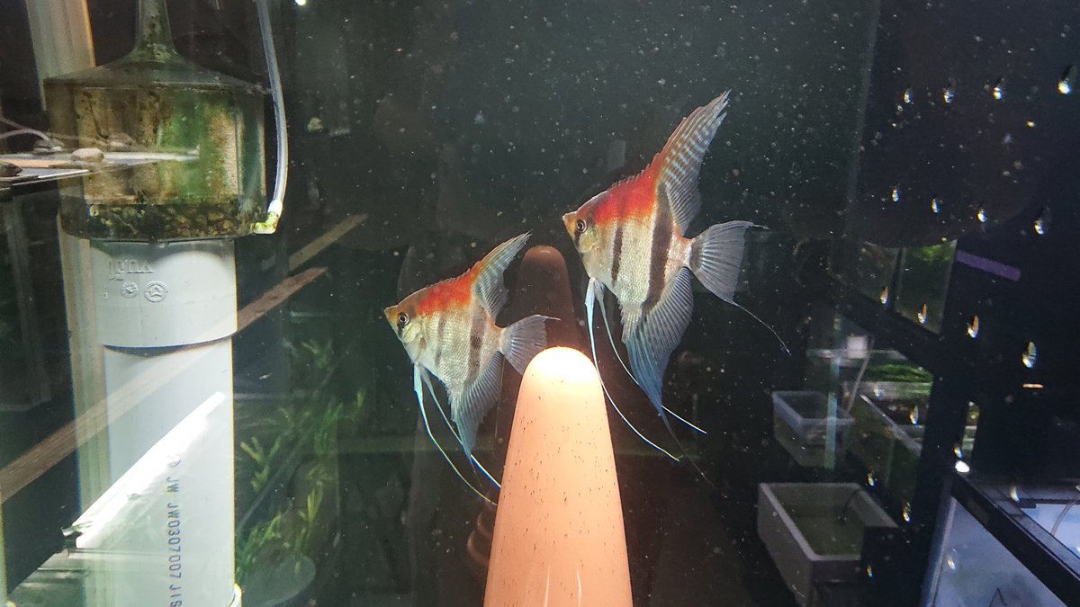 スカラレ