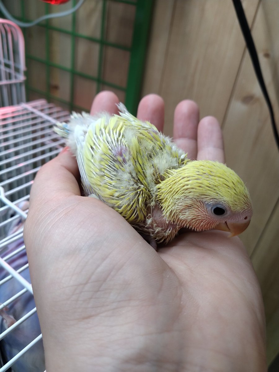 ゴールデンチェリー ゴールデンチェリー
