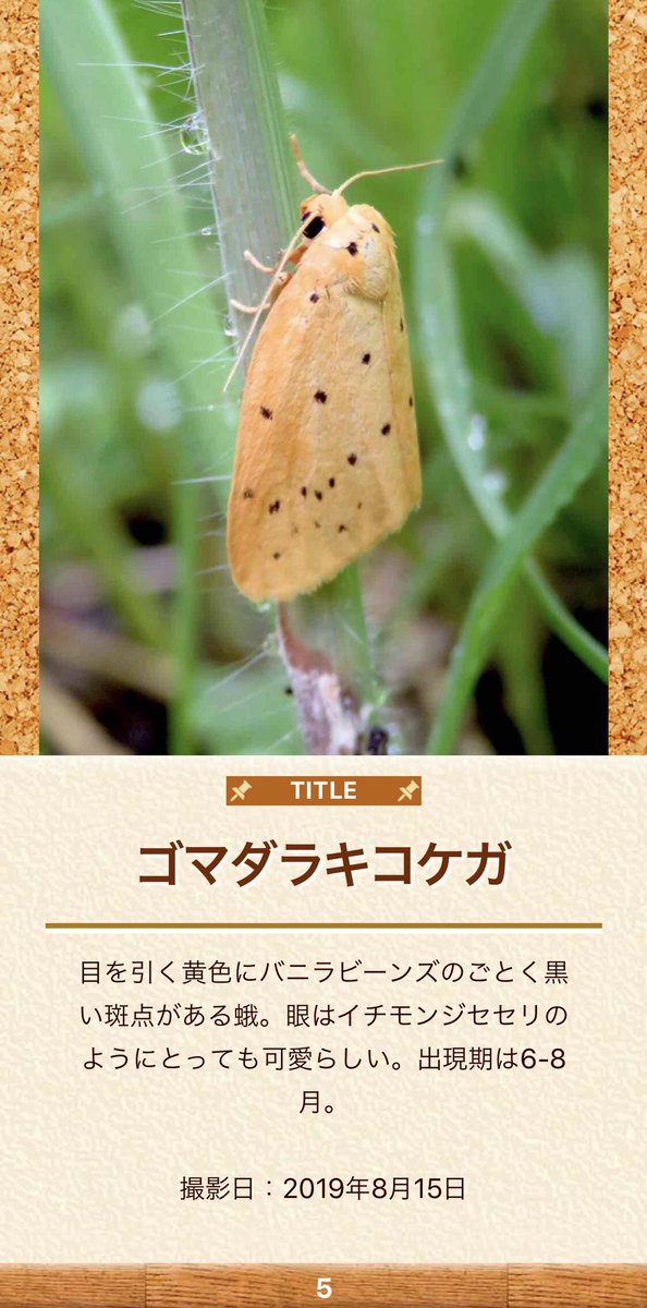 My図鑑 図鑑作成アプリの人 در توییتر 蛾博士に教えていただきまして ゴマダラキコケガ 目を引く黄色に黒い斑点が特徴で よく見るととても可愛い眼をしています My図鑑 蝶図鑑 蝶 蝶々 チョウチョ 昆虫図鑑 昆虫 昆虫展 昆虫採集 標本 山 自然
