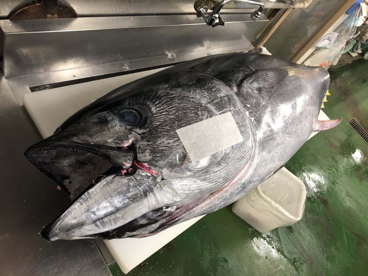ﾏｲﾏｲ マグロ 魚 巨大 本日の魚がコチラ 深浦産本マグロ 64kg