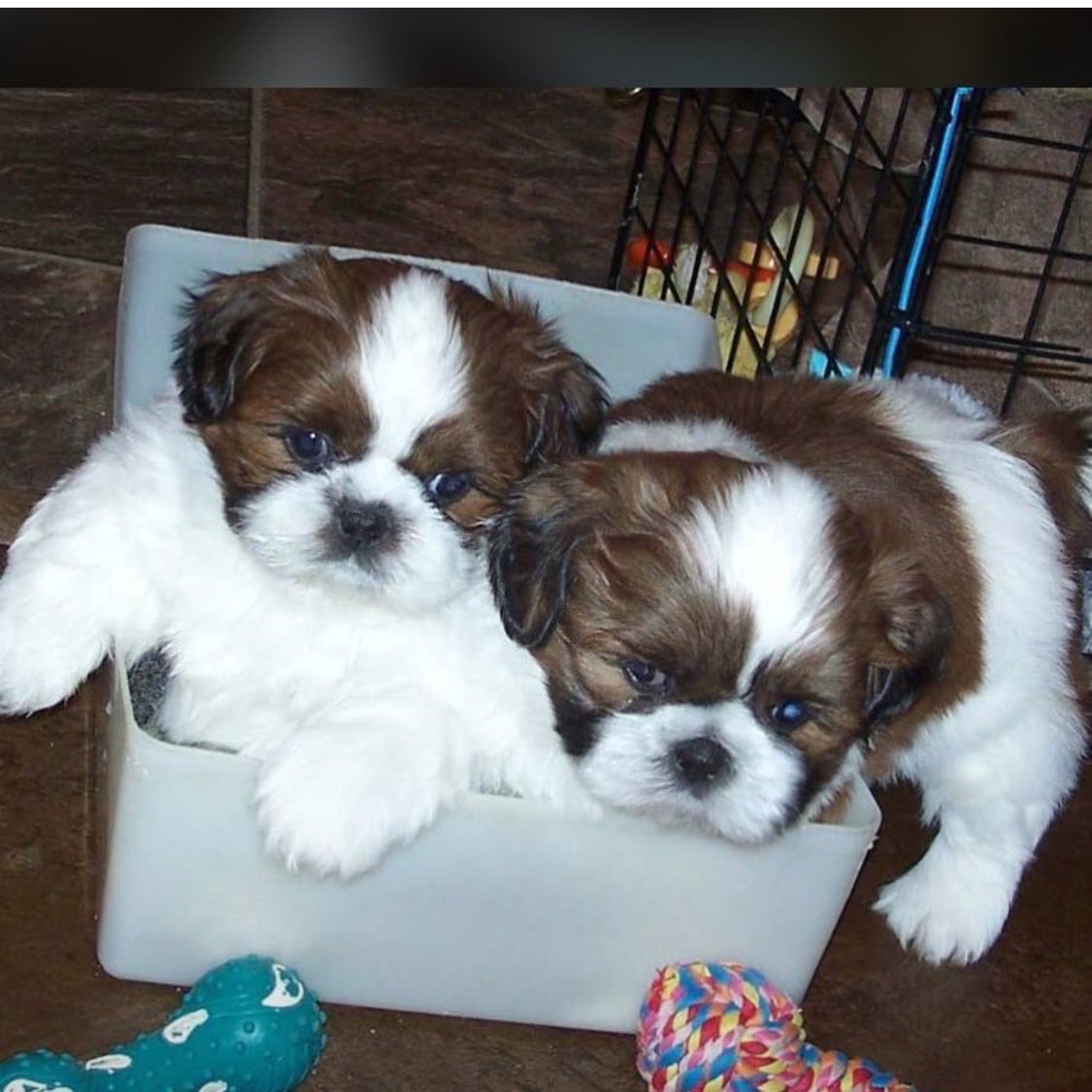 ushmoore's tweet image. All kinds of dog breeds available for sale. Also pet food and accessories availabile. Dm us or call/whatsapp 08127722805 #BBNaija 

Seyi and Tacha 
Olamide