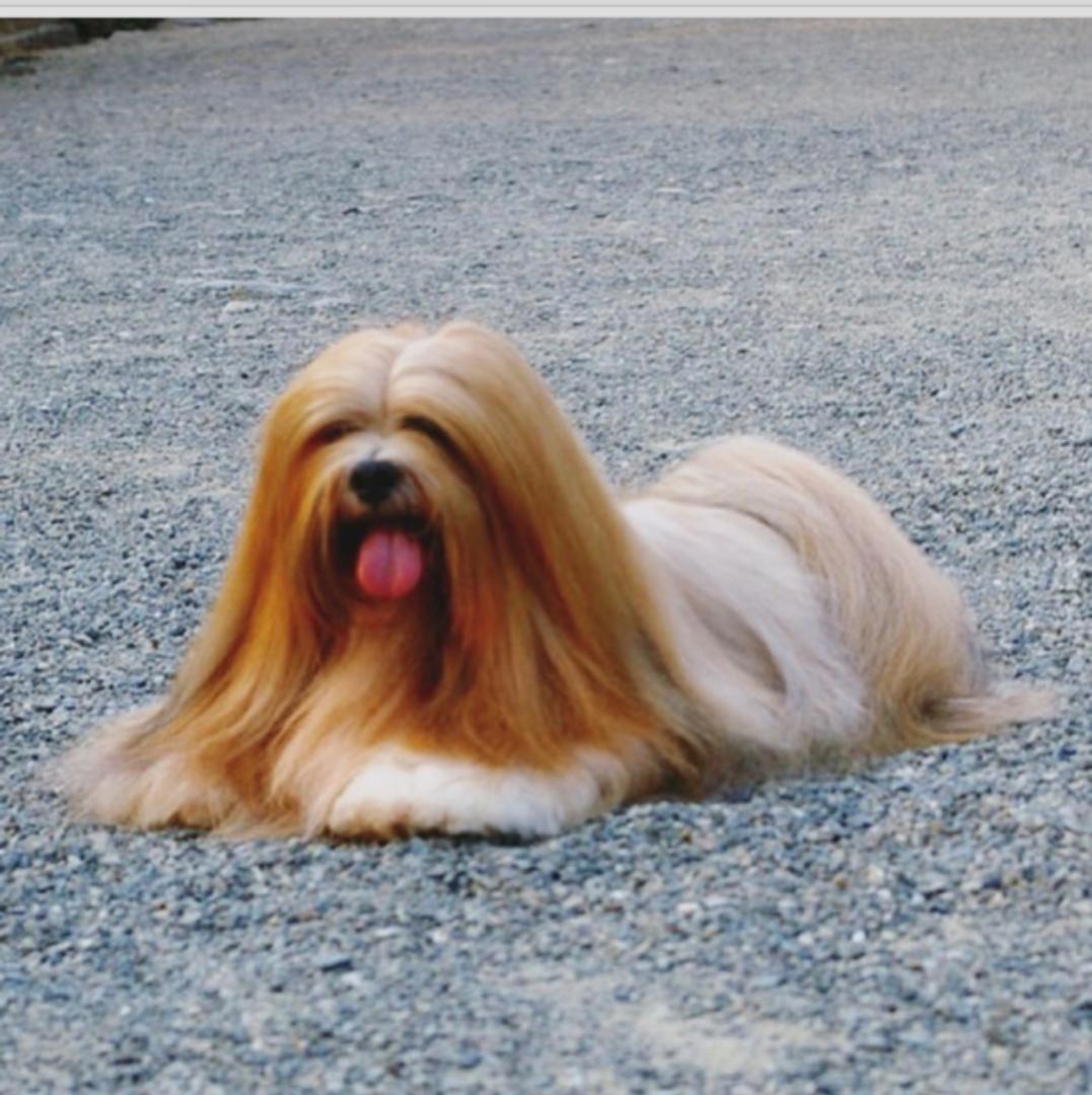 ushmoore's tweet image. All kinds of dog breeds available for sale. Also pet food and accessories availabile. Dm us or call/whatsapp 08127722805 #BBNaija 

Seyi and Tacha 
Olamide