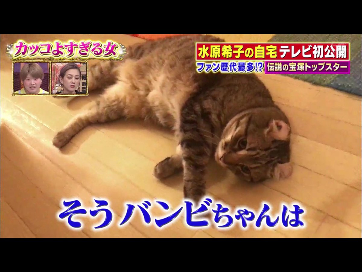 アストラル ホボノーマル銀八さん 4匹にゃんこ 水原希子 今夜くらべてみました T Co N3jdjnsic0 Twitter