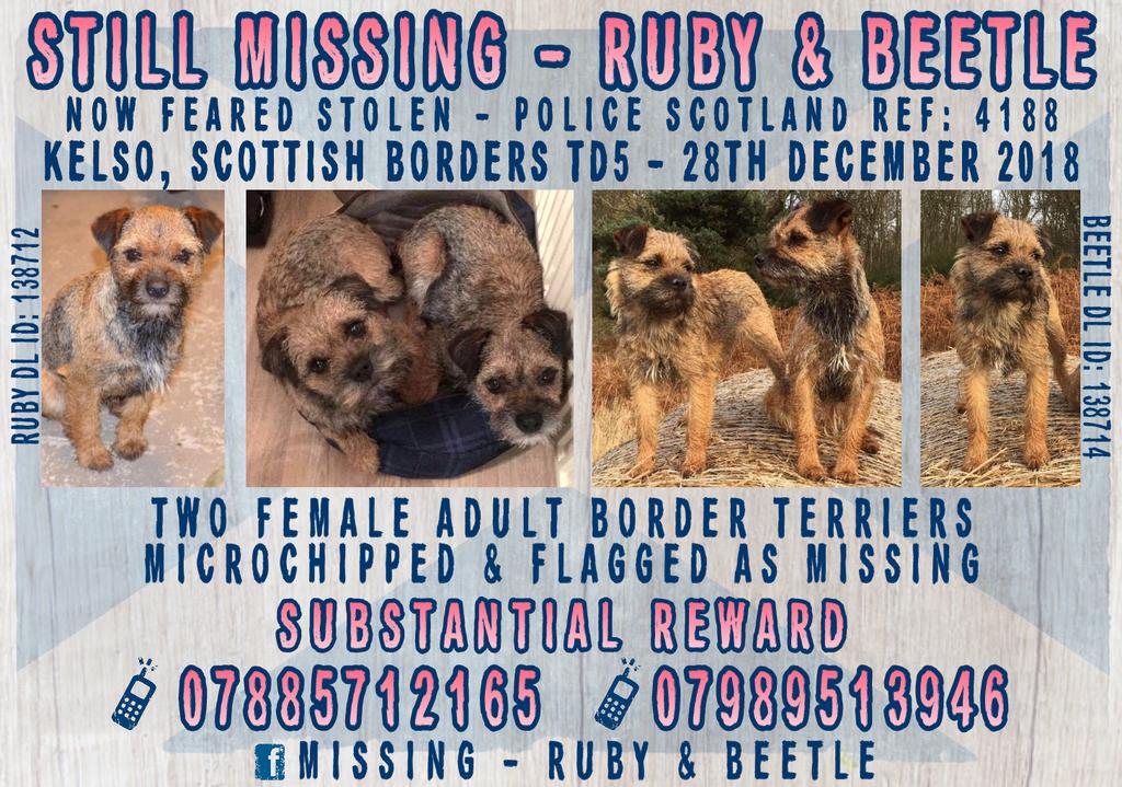 MissingPetsGB's tweet photo. 🐕🐕 #rubyandbeetle 
Beetle went #missing with her mother Ruby in Teviot Smokery near #Kelso #Scotland #TD8 on 28 Dec 
STILL #MISSING 
Ruby and Beetle have their own FB group #BTPosse
https://t.co/SLbOcymXm2 https://t.co/3QB9nu1027