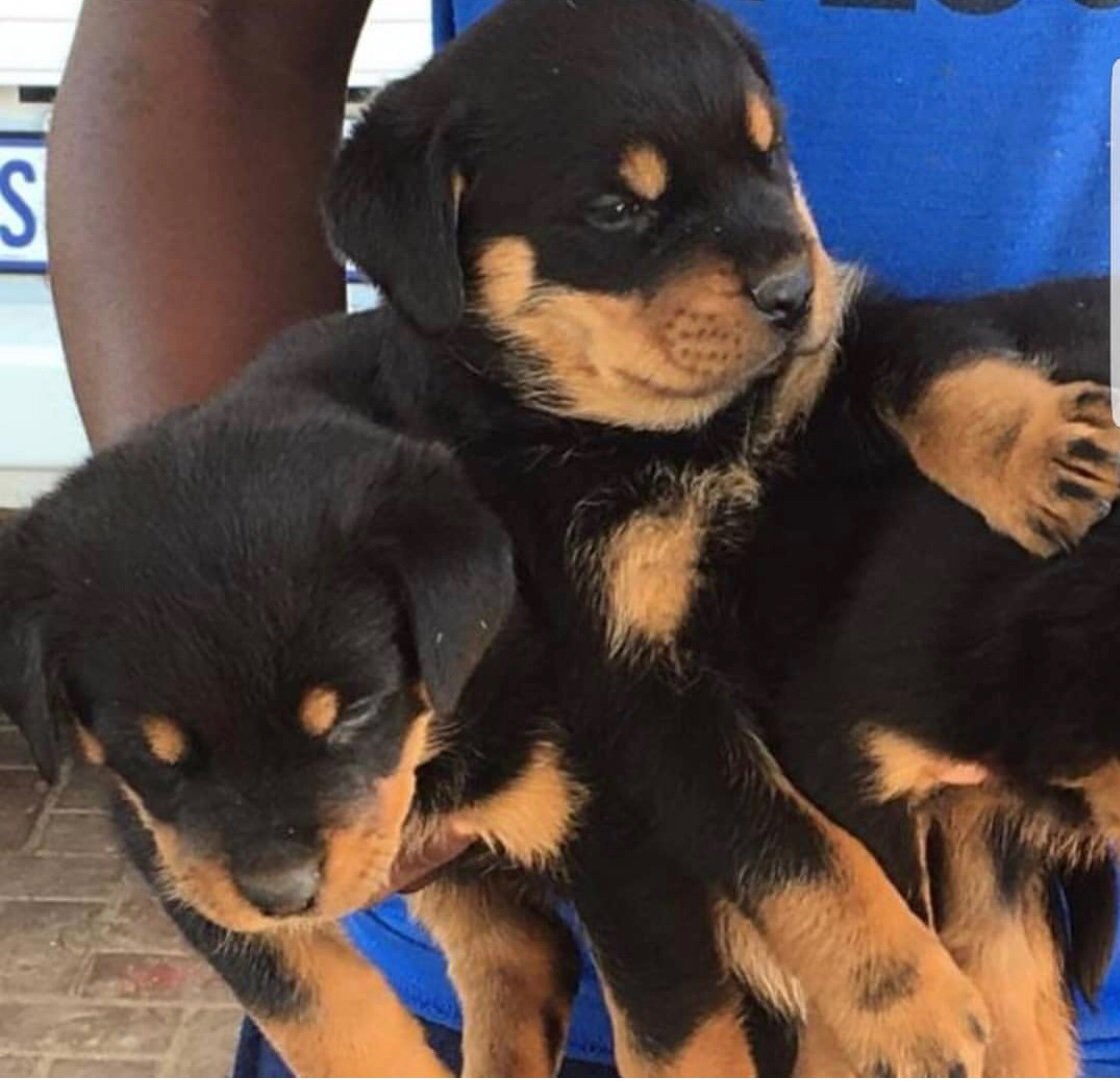 ushmoore's tweet image. All dog breeds available. Ushmoore_petshop is Your No 1 stop to get quality pet. Dm us now or call/ whatsapp 08127722805. 

#BBNajia 
Elozonam
Seyi and Tacha
Olamide