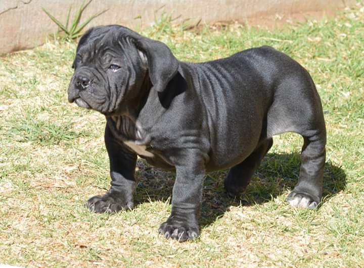 ushmoore's tweet image. All dog breeds available. Ushmoore_petshop is Your No 1 stop to get quality pet. Dm us now or call/ whatsapp 08127722805. 

#BBNajia 
Elozonam
Seyi and Tacha
Olamide