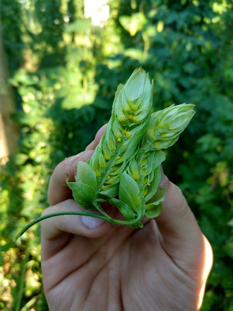 MightyAxeHops's tweet photo. Comet is the literal embodiment of hoppiness.
βοΈπ»
#MNhops #Comet #HopTerroir #CraftHops https://t.co/bftbHWFL6W