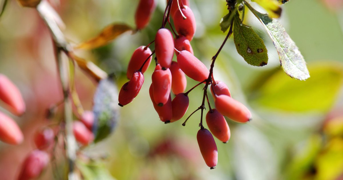 prefernutrition's tweet photo. In a clinical trial, Berberine was able to control blood sugar and lipid metabolism as effectively as metformin.  Learn more about how Berberine works to improve blood sugar control https://t.co/f75aMRza25 https://t.co/pfQgGEqcxA