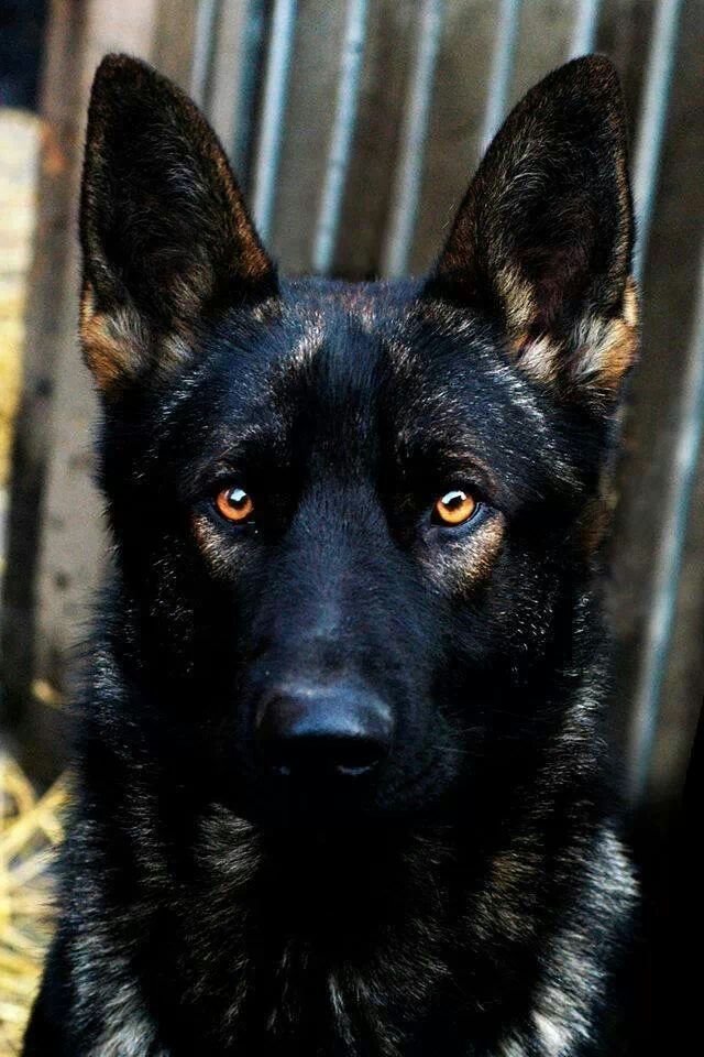 PastorAleman_MX's tweet photo. Hola #FelizMiércoles a todos!!!
Hoy en los #ColoresDelPastorAlemán presentamos otra joya proveniente de Europa del Este: El #BlackSable
Este es el tipo de #PastorAlemán que nadie querría encontrarse de noche en un lugar solitario
#PerroGuardian #BlackSable #LaFotoDelDía https://t.co/SrnBYADOaT