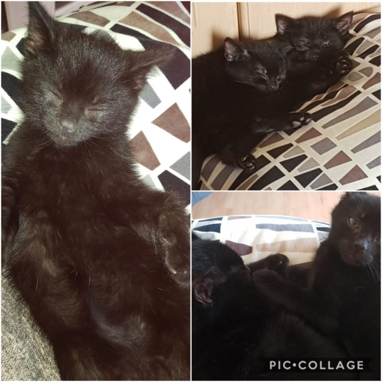 Teddette (previous Ted until we realized he was a she!)
and Bill would love a new home as a pair. 9 weeks old and super cute and friendly. They promise to provide hours of fun and would be the perfect addition to the right family. If interested see: petbond.ie/pet/teddette-a… #cats
