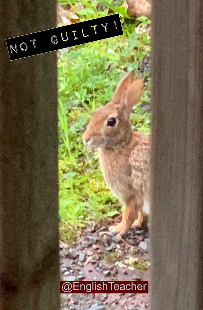 🔆#IDIOMS

😱 BUNNY BEHIND BARS!🐰
🚔 behind bars = in jail

👮🏻‍♂️ The bunny isn’t really behind bars, but maybe some politicians should be. 🤨

🔗bit.ly/English2e
🔗bit.ly/FunLearn
🔗bit.ly/CollegeInUSA

#english #learnenglish #efl
#internationalstudents #ENL