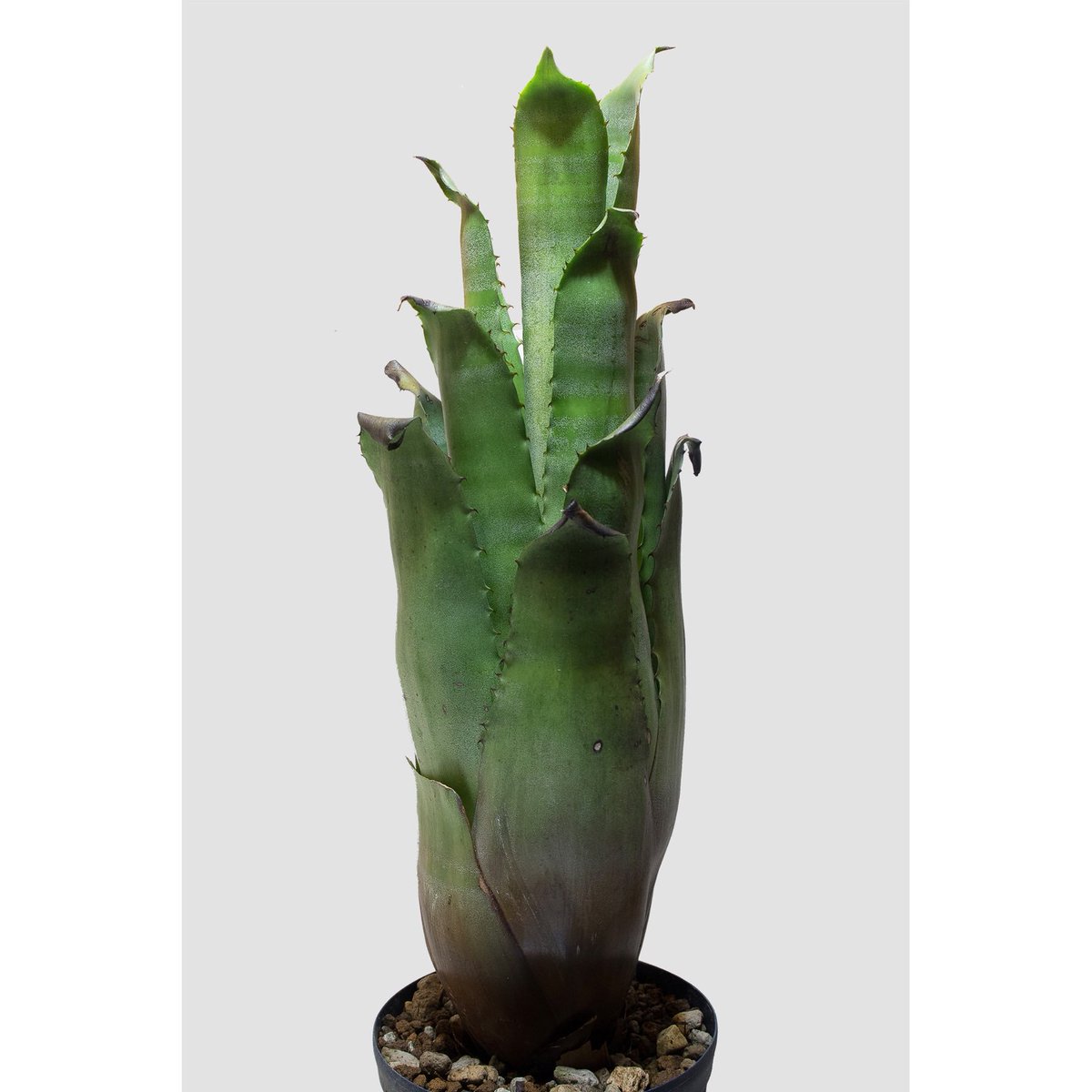 luxplants's tweet photo. 今週土曜の31日、新入荷です。
丈50cmの長〜いホヘンが入ります。
ディッキアも5株参入予定。
お昼12時開始します。 https://t.co/8GPmWxkFia