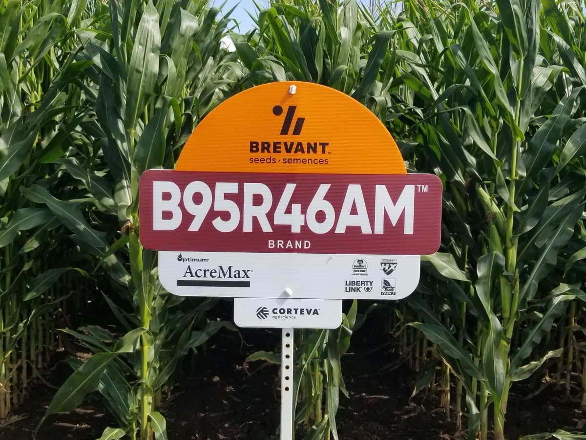 INTRODUCING - B95R46AM - 95 Day 2825HU - A consistent 95 RM for both grain and silage bringing a large plant with strong yields. Good ear mould tolerance and grain drydown. Strong stress emergence in cooler soils causing for very consistent plants <a href="/BrevantSeedsCA/">Brevant seeds Canada</a> #virtualplottour