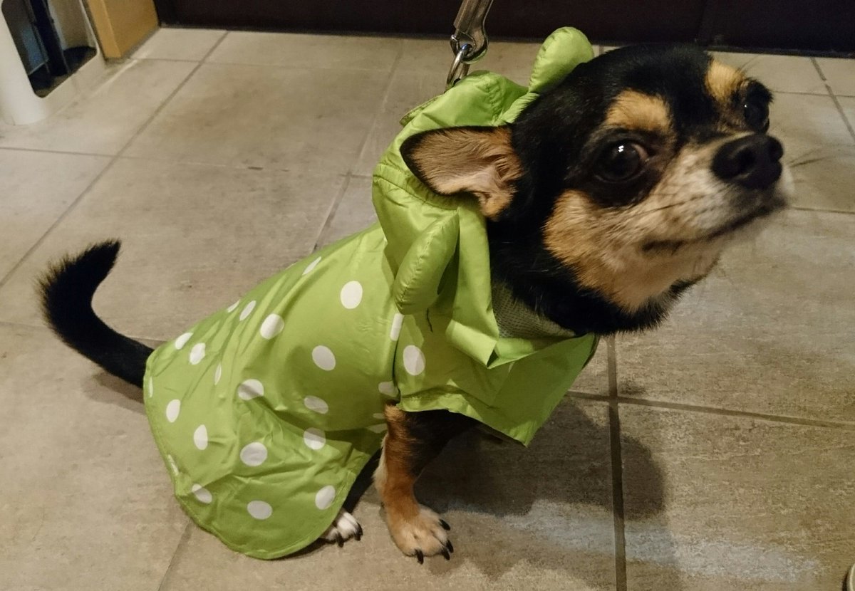 カエルレインコート