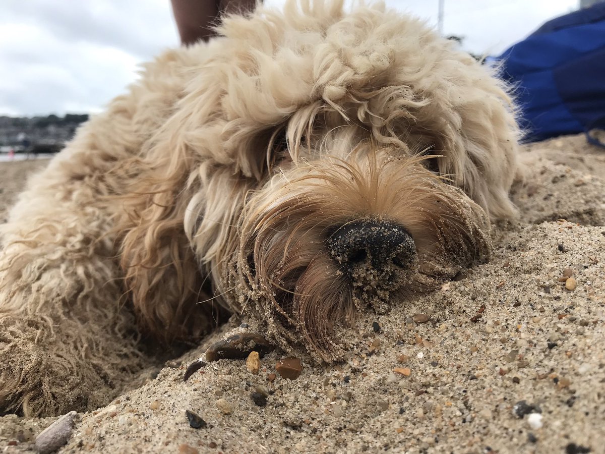 CockapooMaeve's tweet image. Beach days 😊😴
