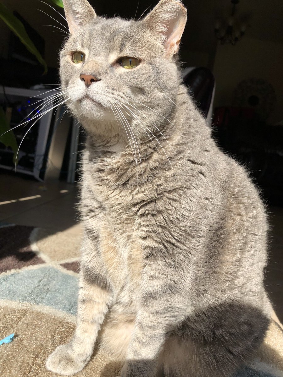 emilyboadaa's tweet photo. When you catfish the cat π€ͺ #shethiccc https://t.co/s0wiNJx5Oc