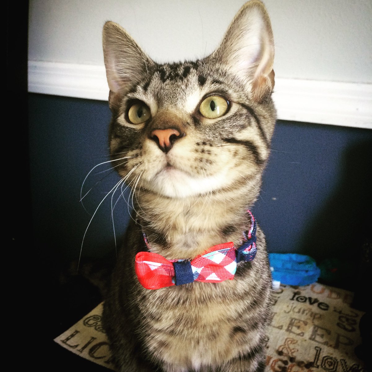 petsuppliesplus's tweet photo. It's National Bow Tie Day!!! Did you know the bow tie dates back to the 17th century in Croatia???
Show us your dapper pet below rockin' that statement piece!
#petsuppliesplus #minusthehassle #bowtieday #nationaldays #dapper #petsinclothes #mustlovepets
Photo Credit: karavizena31 https://t.co/xHdiHNEdaS