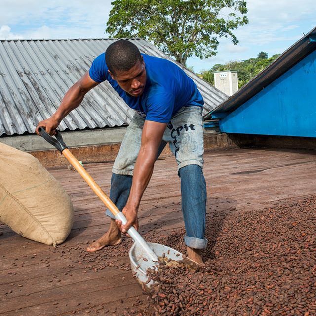 Afin de stopper le processus de fermentation, l’étape du séchage des fèves de cacao est fondamentale. Grâce à notre collaboration étroite avec les planteurs Riachuelo, nous avons trouvé la combinaison parfaite fermentation-torrefaction. ift.tt/2ZyBRDm